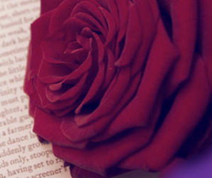 palabras romanticas y una rosa